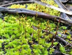 Rosulabryum