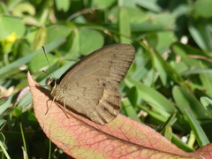 Hypocysta pseudirius