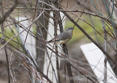Pachycephala rufiventris