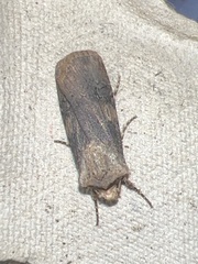 Agrotis puta