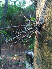 Gleditsia triacanthos