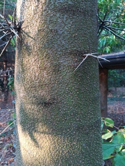 Gleditsia triacanthos