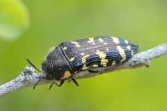 Acmaeodera macra