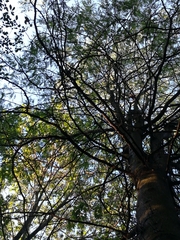 Gleditsia triacanthos