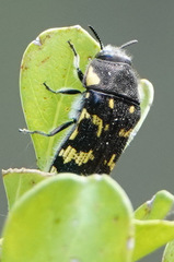 Acmaeodera macra