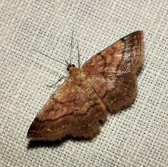 Scopula rubiginata