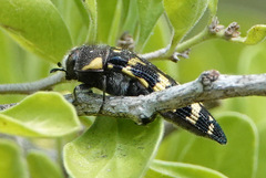 Acmaeodera macra