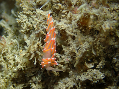 Coryphellina poenicia