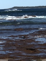 Haematopus fuliginosus