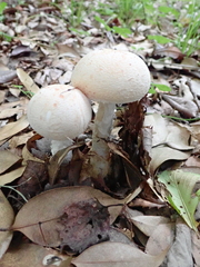 Amidella
