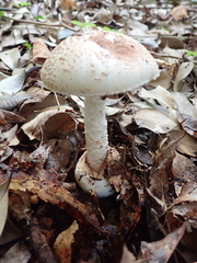 Amidella
