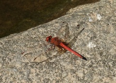 Diplacodes haematodes