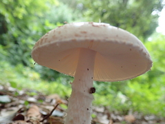 Amidella