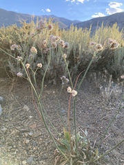 Eriogonum elatum