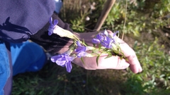 Gentianaceae