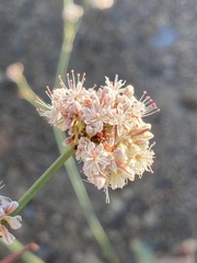 Eriogonum elatum
