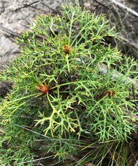 Isopogon ceratophyllus