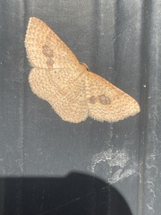 Epicyme rubropunctaria