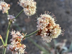Eriogonum elatum