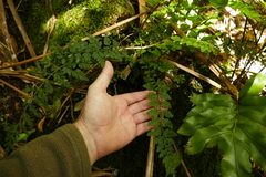 Asplenium gracillimum