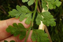 Asplenium gracillimum