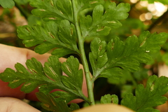 Asplenium gracillimum