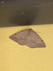 Taxeotis perlinearia