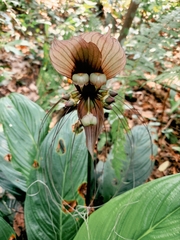 Tacca integrifolia
