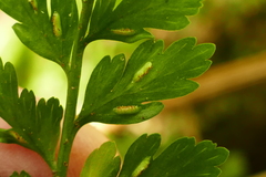 Asplenium gracillimum