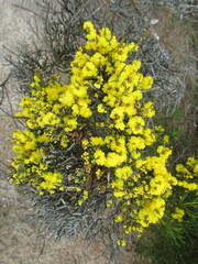 Acacia spinescens