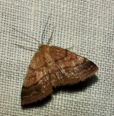 Scopula rubiginata