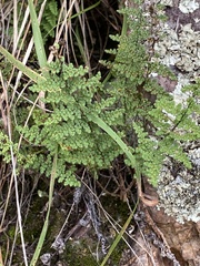 Myriopteris fendleri