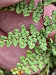 Myriopteris fendleri