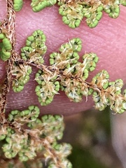 Myriopteris fendleri