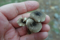 Lentinus tigrinus