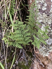 Myriopteris fendleri