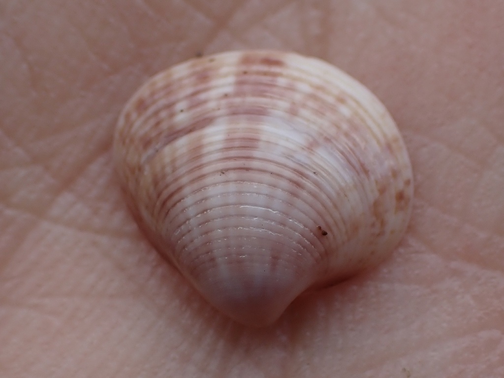 Lioconcha philippinarum