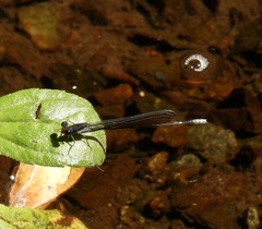 Pseudagrion ignifer