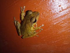 Pseudophilautus popularis