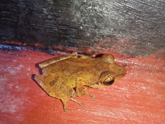 Pseudophilautus popularis