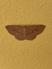 Epicyme rubropunctaria