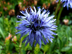 Globularia cordifolia
