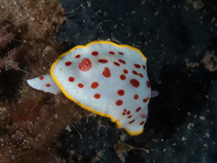 Goniobranchus splendidus