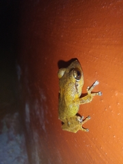 Pseudophilautus popularis