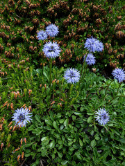 Globularia cordifolia