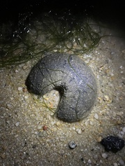 Holothuria scabra