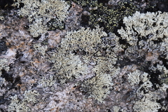 Arctoparmelia centrifuga