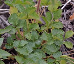 Potentilla biennis
