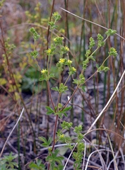 Potentilla biennis