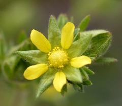 Potentilla biennis
